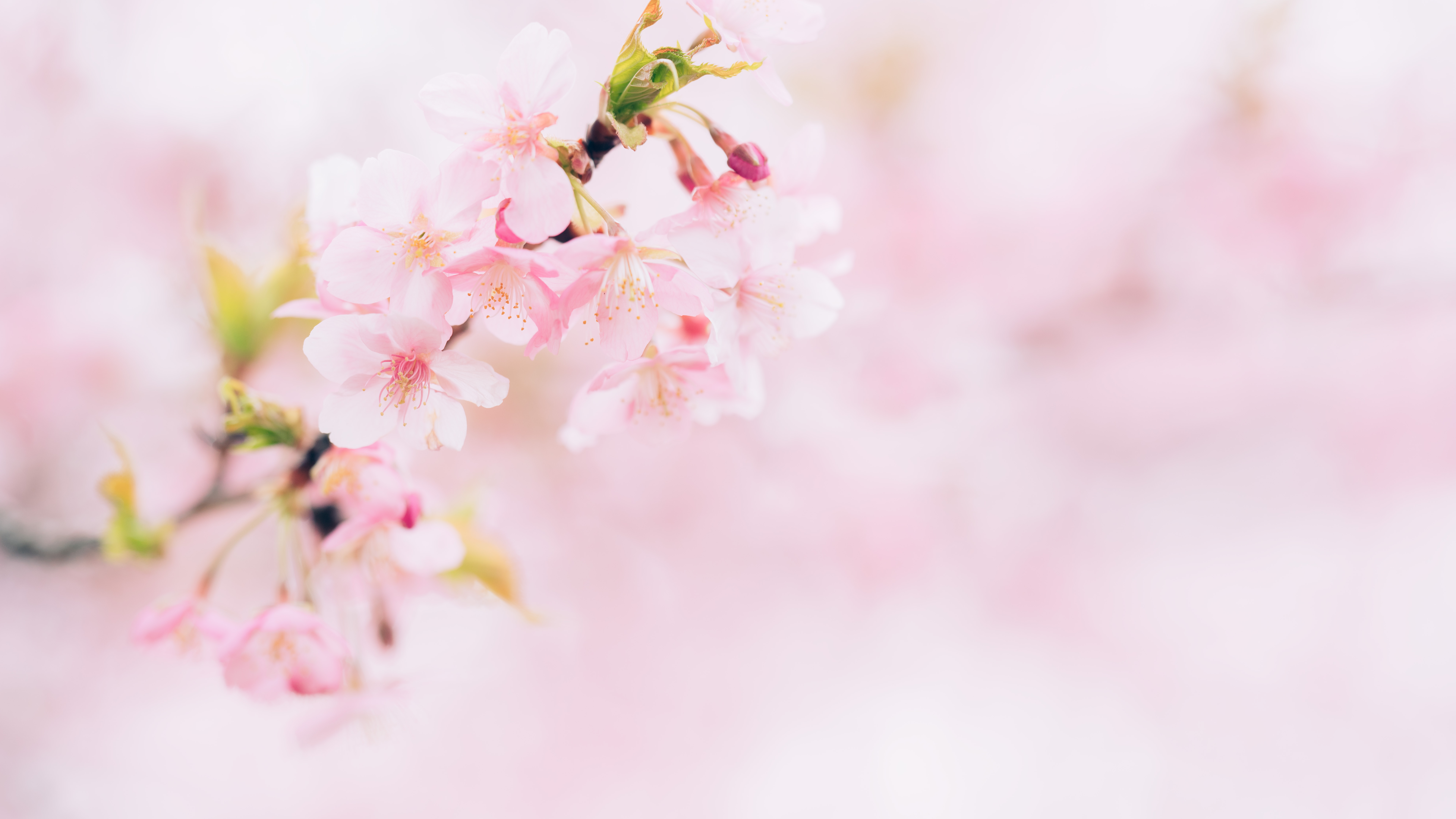 【管理栄養士が解説】お花見シーズンに知っておきたい！栄養のポイント